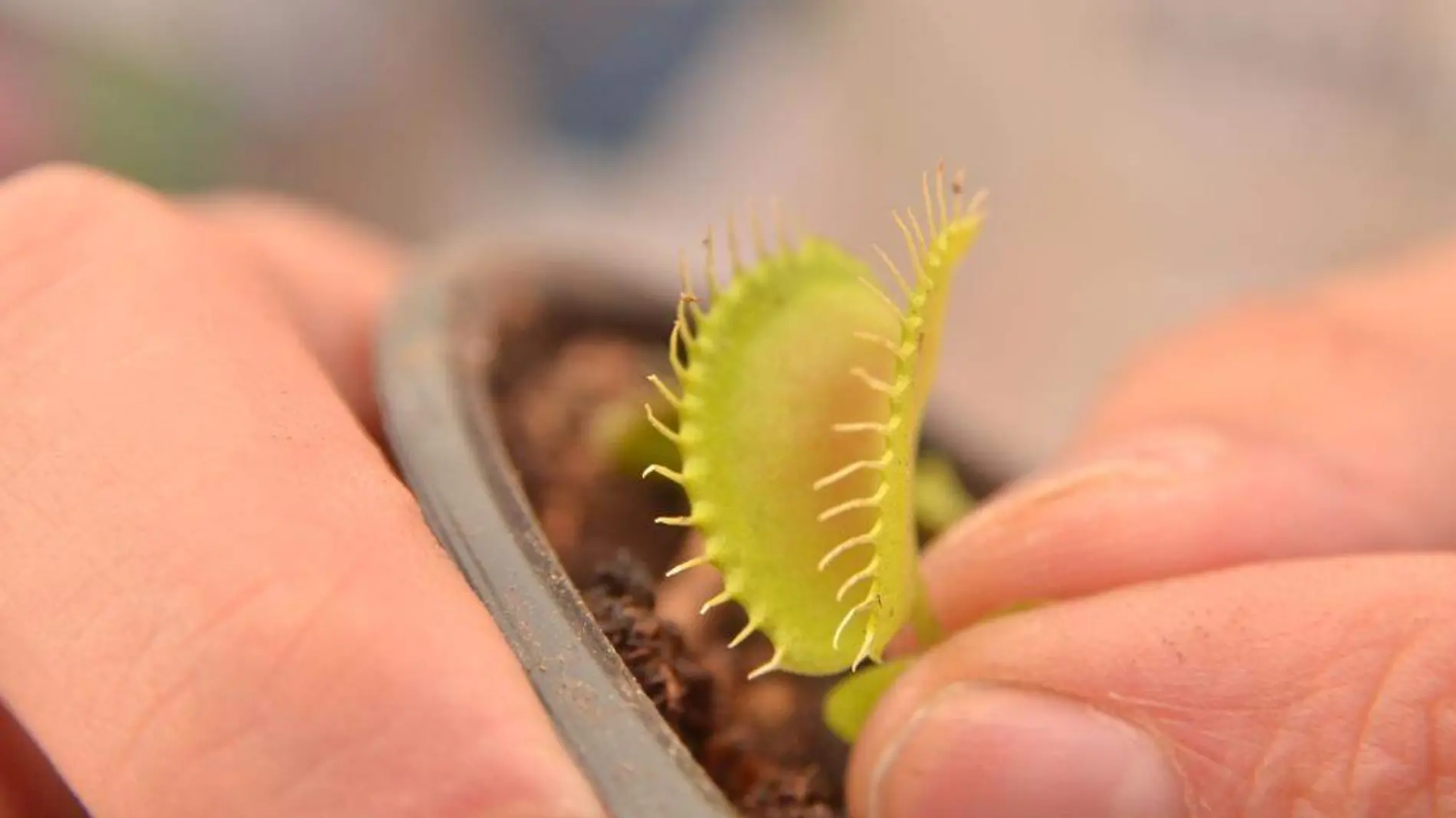 PLANTAS CARNIVORAS UNA FORMA DEVIVIR